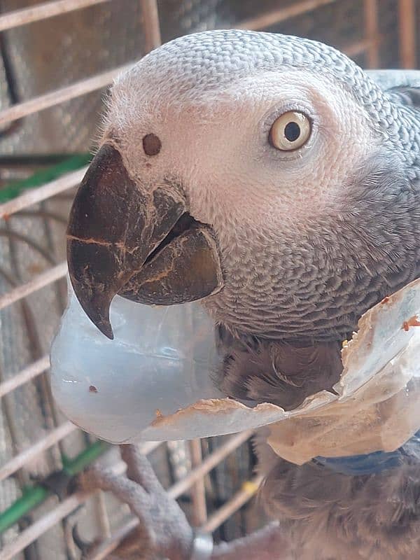 African grey parrot Breeder Female 3