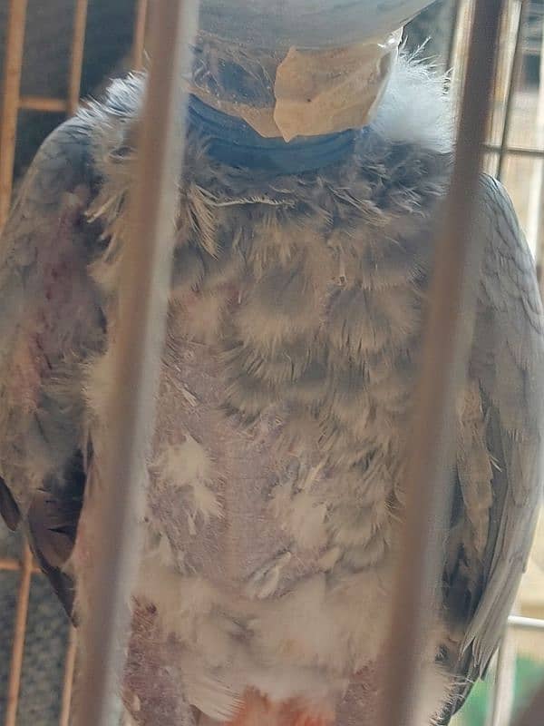 African grey parrot Breeder Female 4