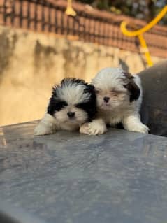 Shitzu Male / Female Adorable Puppies