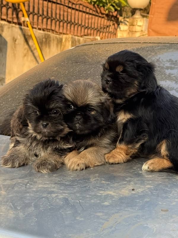 Shitzu Male / Female Adorable Puppies 1