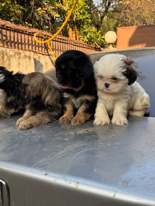 Shitzu Male / Female Adorable Puppies 3