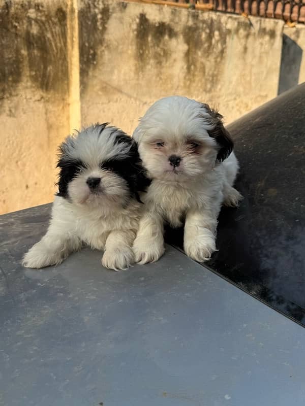 Shitzu Male / Female Adorable Puppies 4