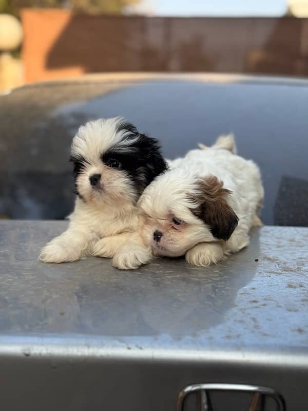 Shitzu Male / Female Adorable Puppies 6