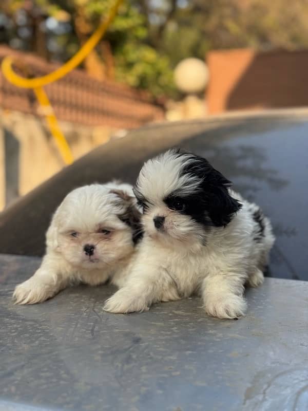 Shitzu Male / Female Adorable Puppies 11