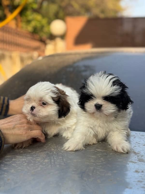 Shitzu Male / Female Adorable Puppies 12