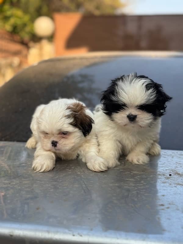 Shitzu Male / Female Adorable Puppies 13