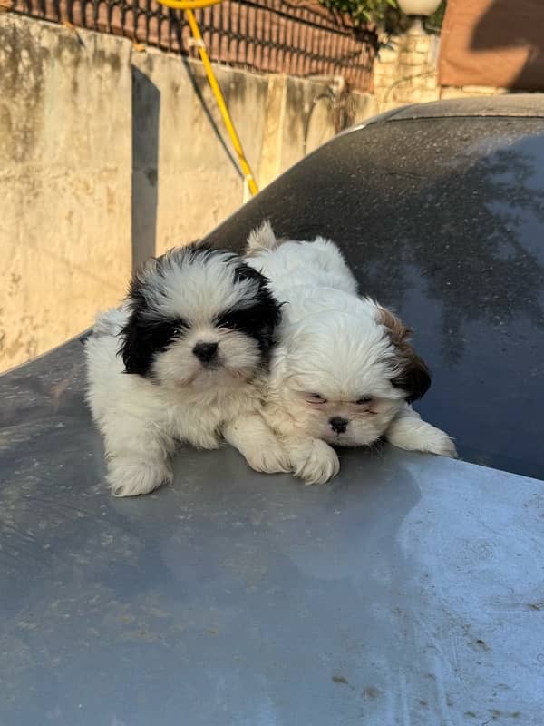 Shitzu Male / Female Adorable Puppies 15