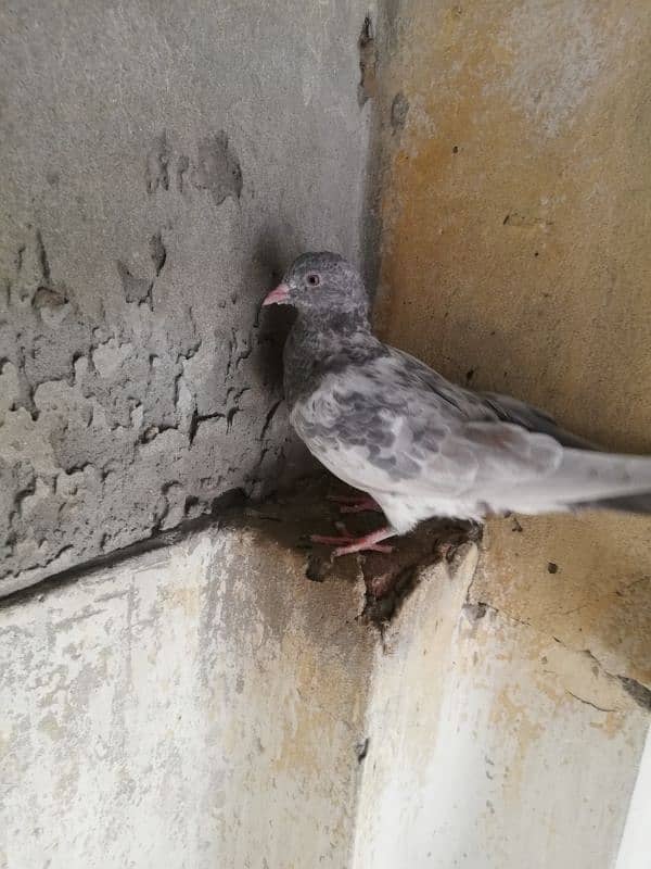 Quality salata kamager pigeon in Lahore 0.3. 0.8. 4.8. 8 8.6. 9.0 6