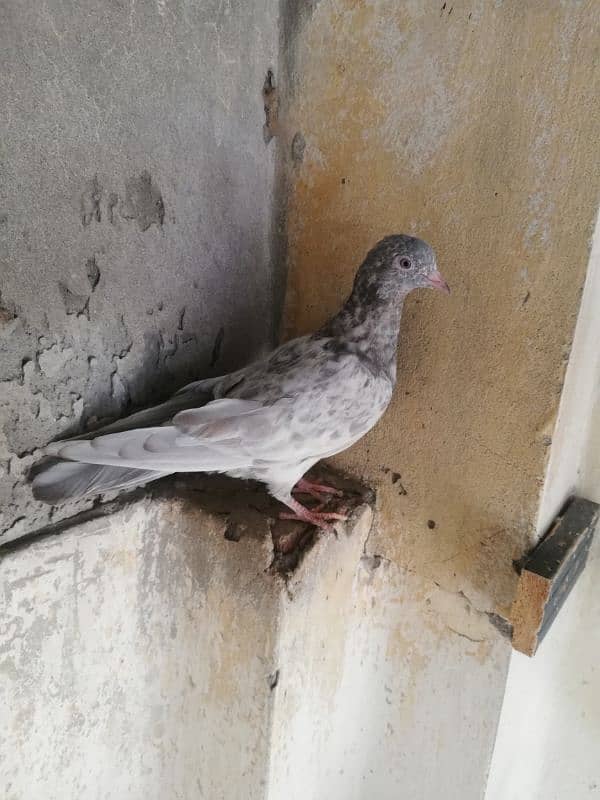 Quality salata kamager pigeon in Lahore 0.3. 0.8. 4.8. 8 8.6. 9.0 7