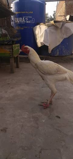 white aseel for sale