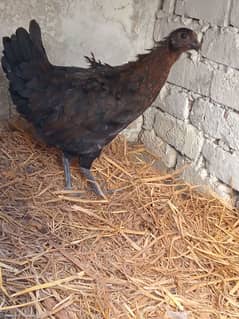 desi hen for sale final price 700