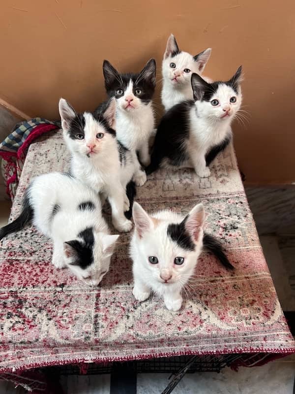 cat kittens 0