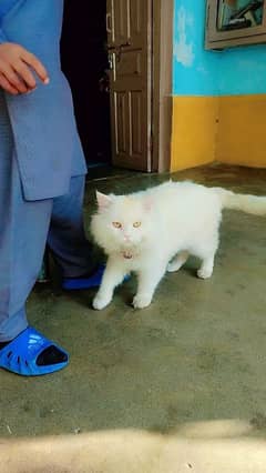 White Cate