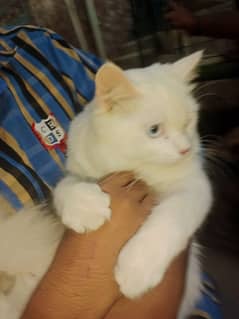 male cat white clr for sale