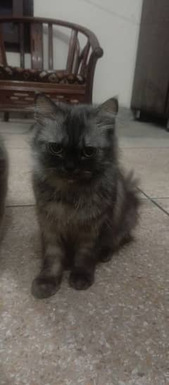 Persian CAT for sale