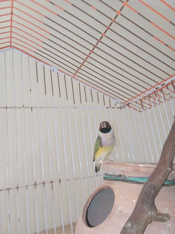 Love Birds & LadY gouldian Available for Sale 0