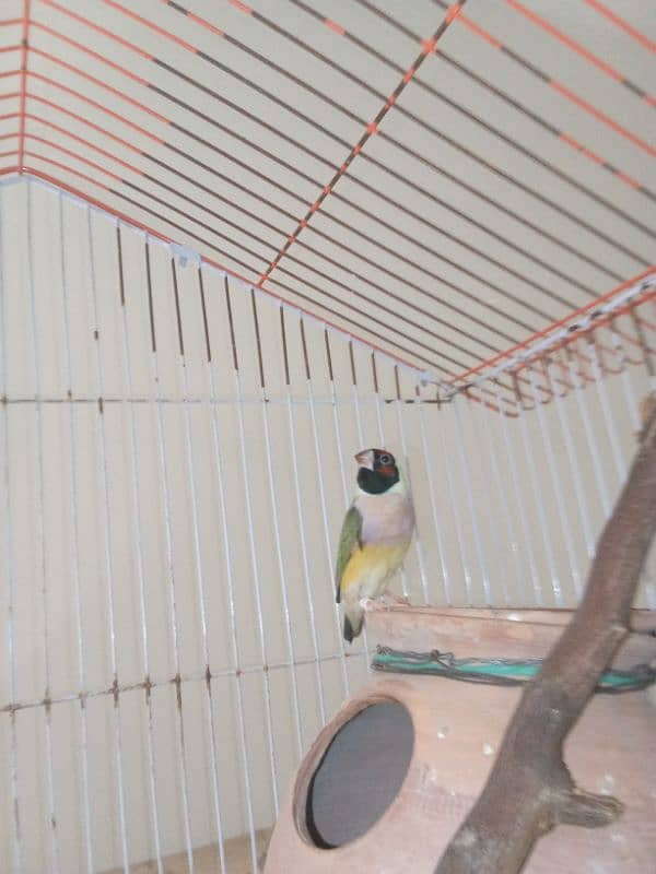 Love Birds & LadY gouldian Available for Sale 1