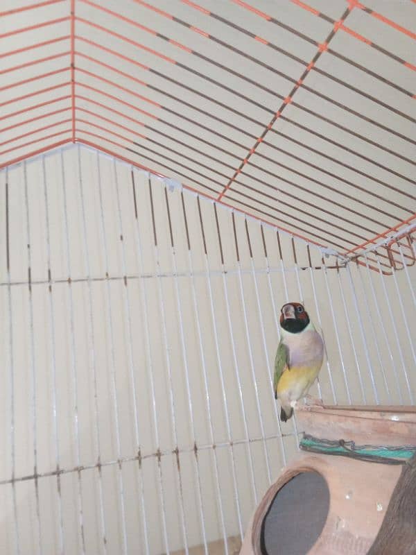 Love Birds & LadY gouldian Available for Sale 2