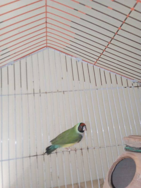 Love Birds & LadY gouldian Available for Sale 3