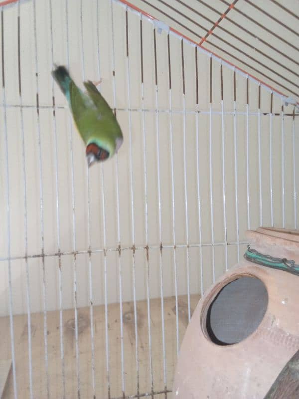 Love Birds & LadY gouldian Available for Sale 7