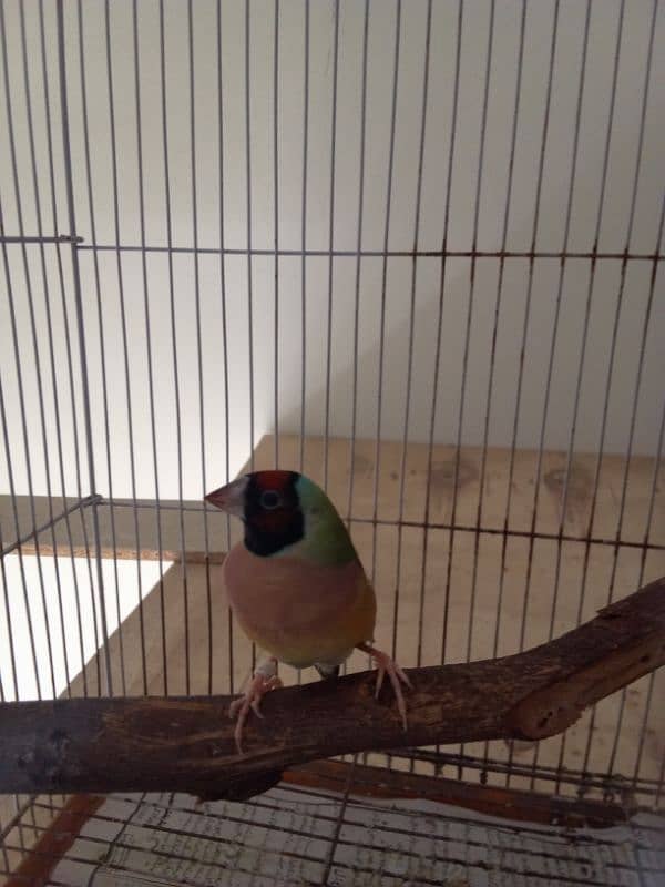 Love Birds & LadY gouldian Available for Sale 8