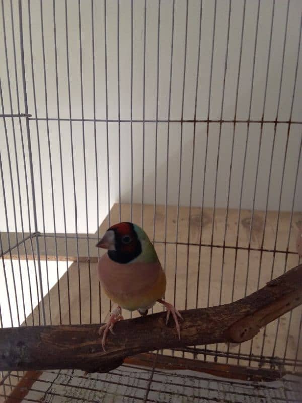 Love Birds & LadY gouldian Available for Sale 9