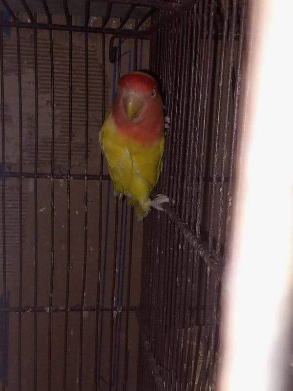 Love Birds & LadY gouldian Available for Sale 10