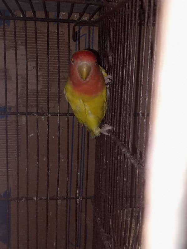 Love Birds & LadY gouldian Available for Sale 11