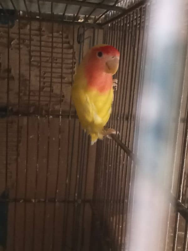 Love Birds & LadY gouldian Available for Sale 12