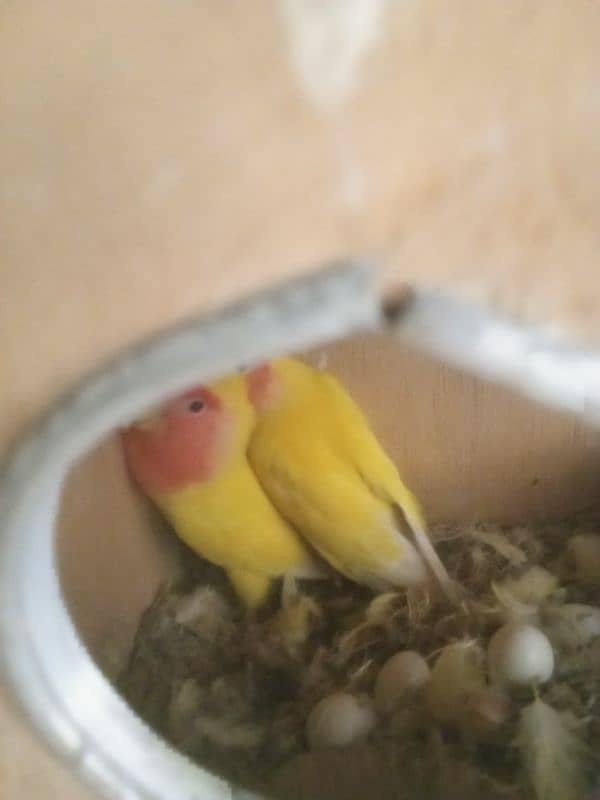 Love Birds & LadY gouldian Available for Sale 13