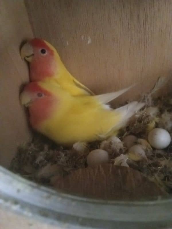 Love Birds & LadY gouldian Available for Sale 14