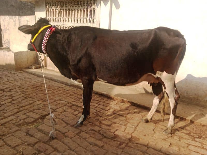 cow pure jersey or ferzion 03075393493 1