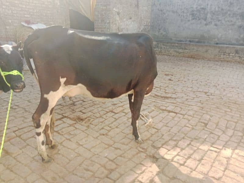 cow pure jersey or ferzion 03075393493 2