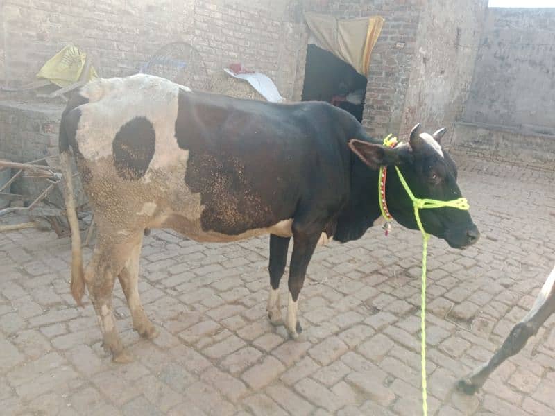 cow pure jersey or ferzion 03075393493 3