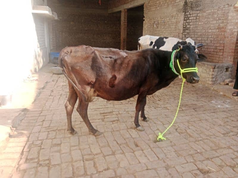 cow pure jersey or ferzion 03075393493 4