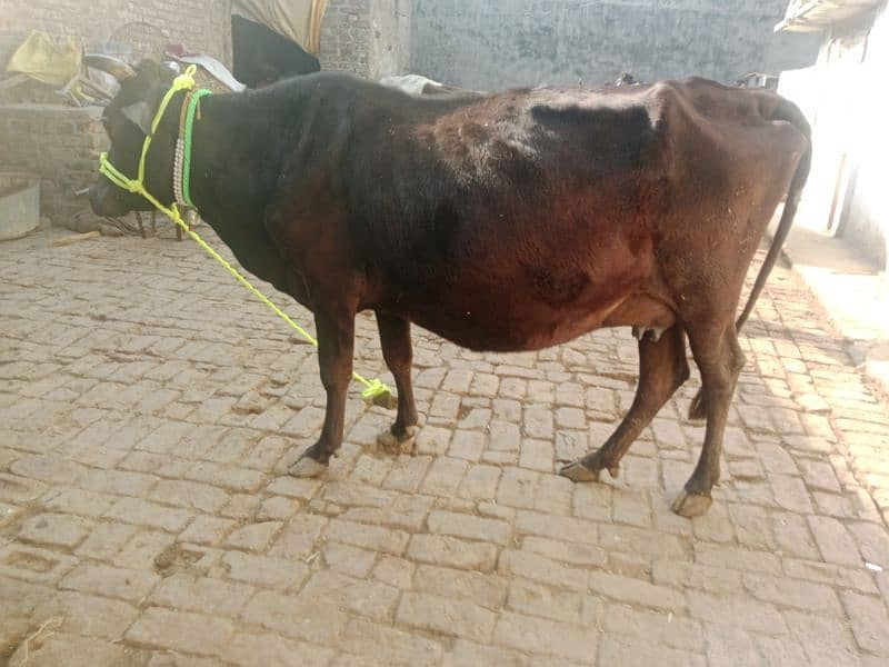 cow pure jersey or ferzion 03075393493 5