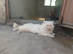 Punch Face Persian Cat