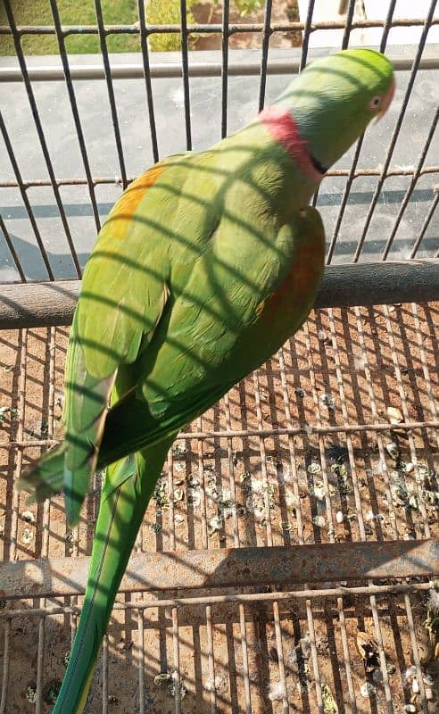 Hybrid Pahari male for breeding 1