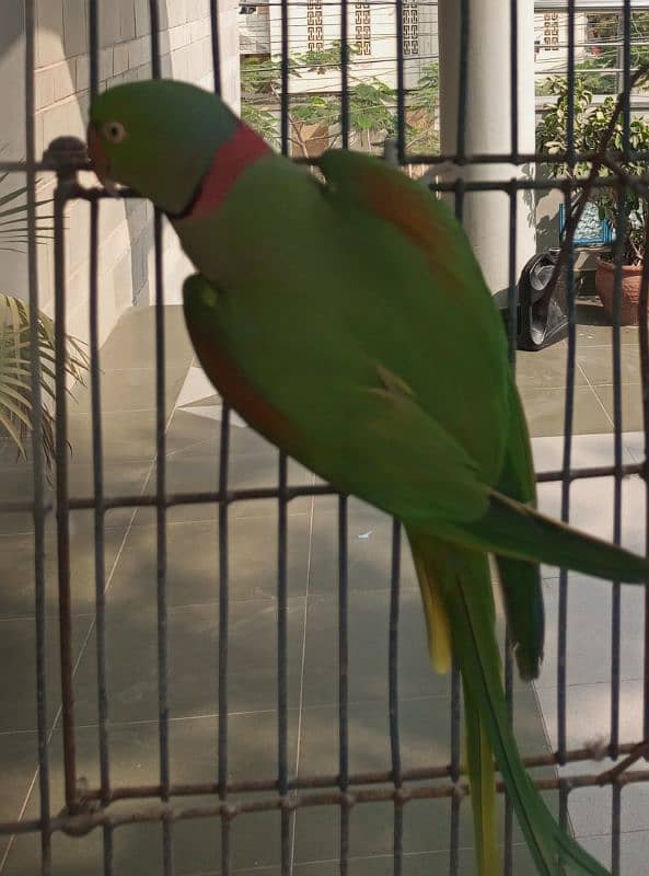 Hybrid Pahari male for breeding 2