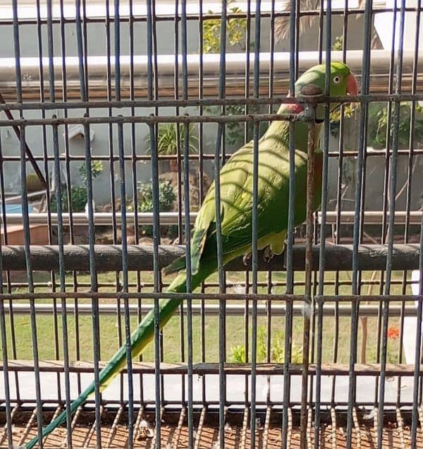 Hybrid Pahari male for breeding 5