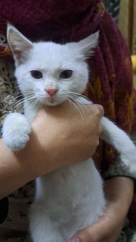 Persian kitten male for Sale 0