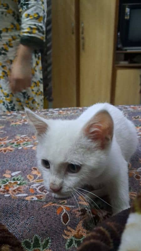 Persian kitten male for Sale 2