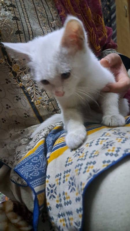 Persian kitten male for Sale 3