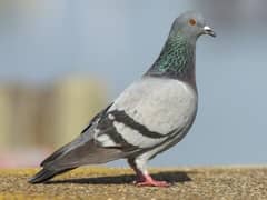 pure jungle pigeon for sale 03365702251