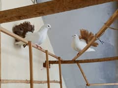 Indian fantail pigeons