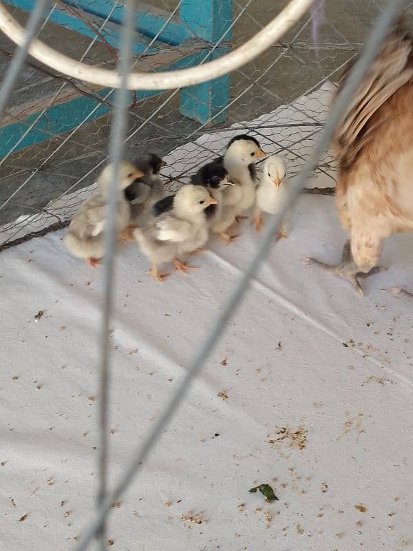 bantam chicks available 1