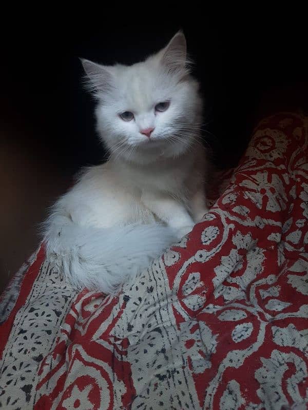 Persian white cat For sale 0