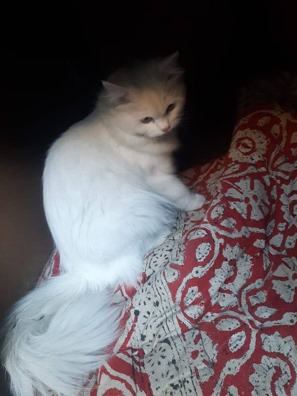 Persian white cat For sale 1