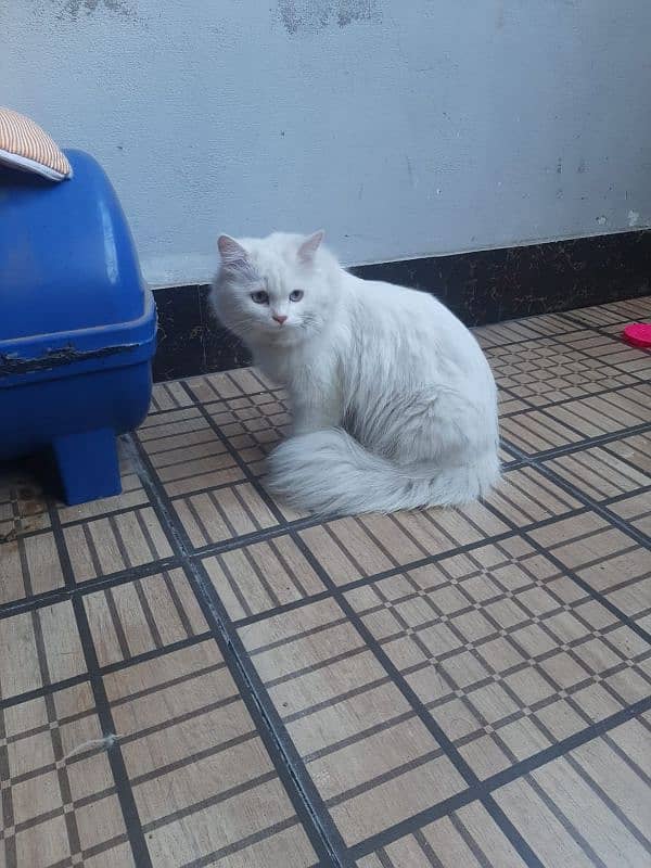 Persian white cat For sale 2