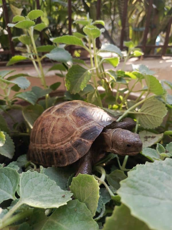 Greek tortoise 0